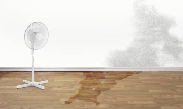 Best Mold removal after water damage  in Hinesville, GA